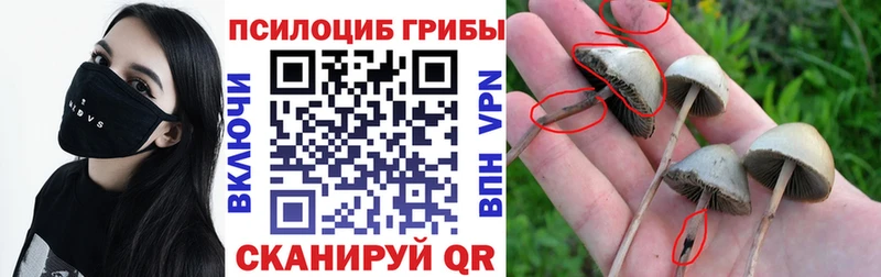 hydra вход  Евпатория  Галлюциногенные грибы Psilocybe  что такое наркотик 